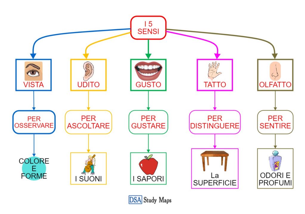 I Sensi DSA Study Maps Junior