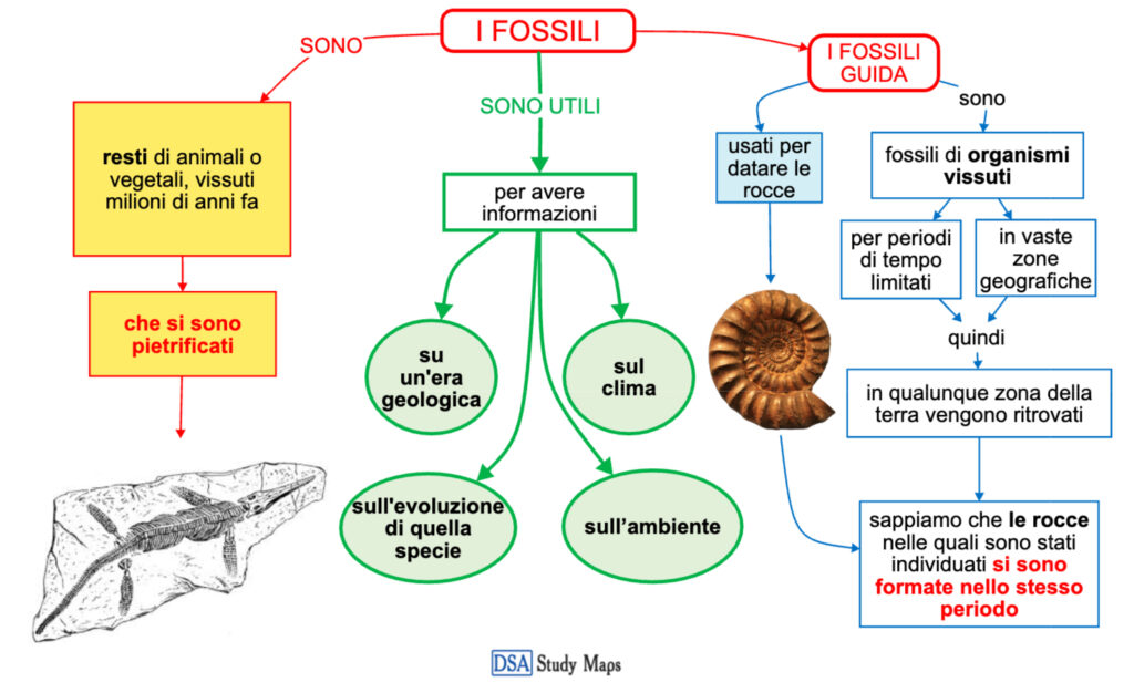 I Fossili Mappa Concettuale