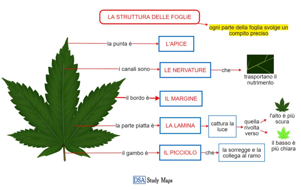 La Struttura Delle Foglie Mappa Concettuale