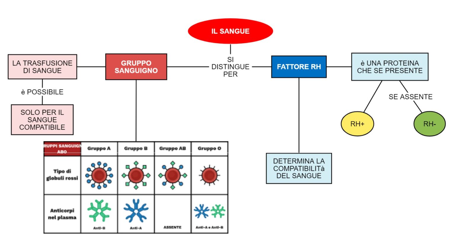 GRUPPO SANGUIGNO Mappa Concettuale