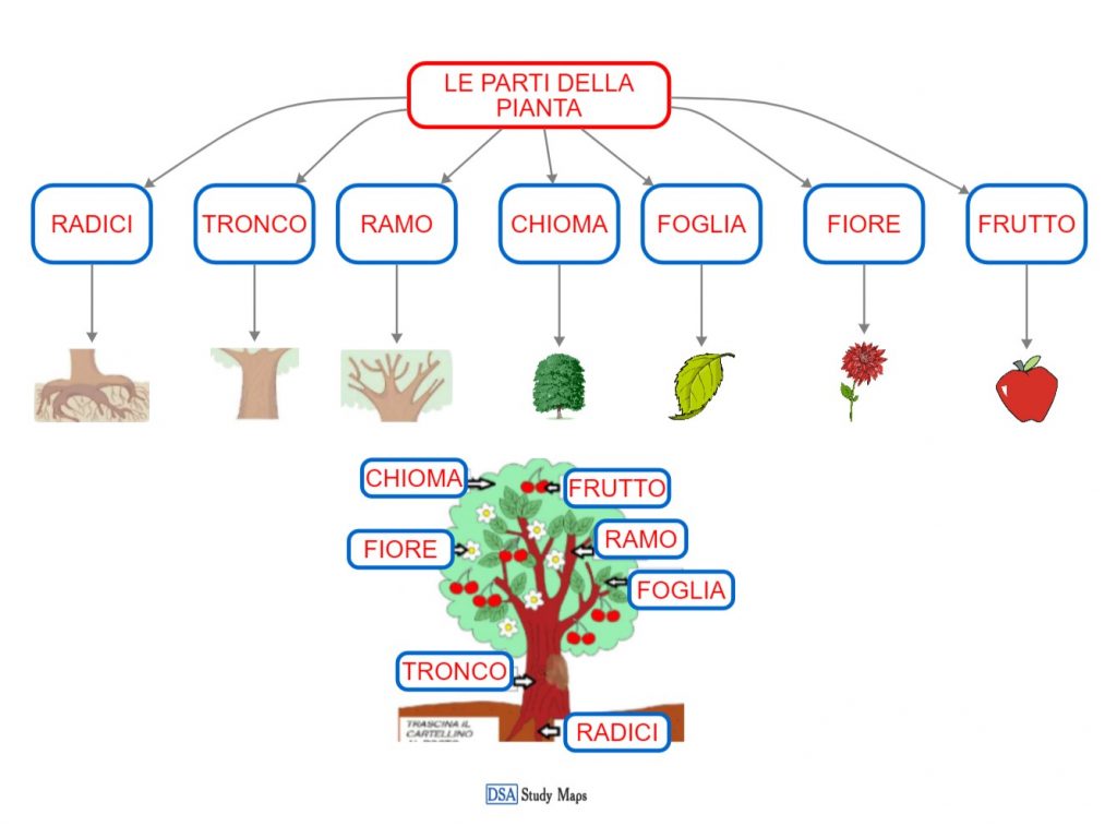 Le Parti Della Pianta - DSA Study Maps Junior