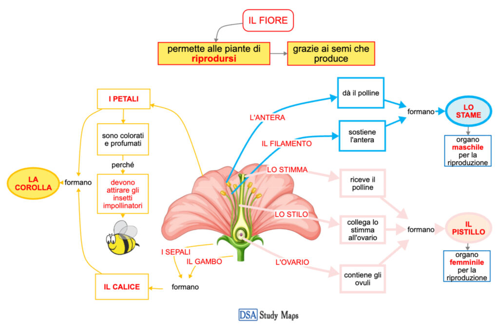 Il Fiore Mappa Concettuale