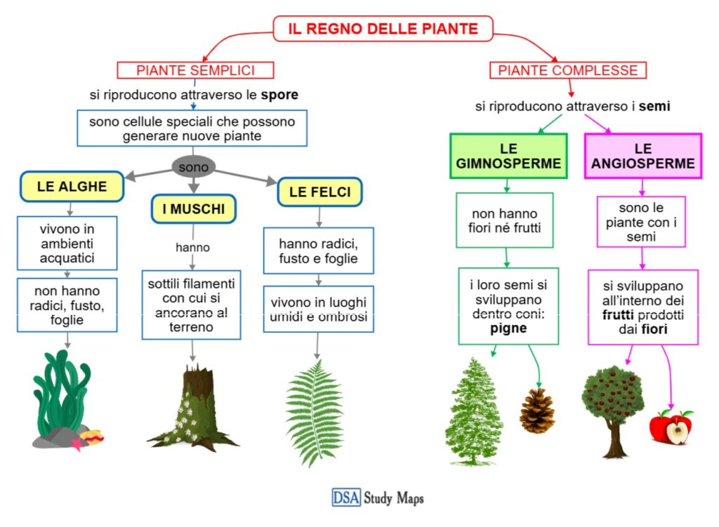 il regno delle piante