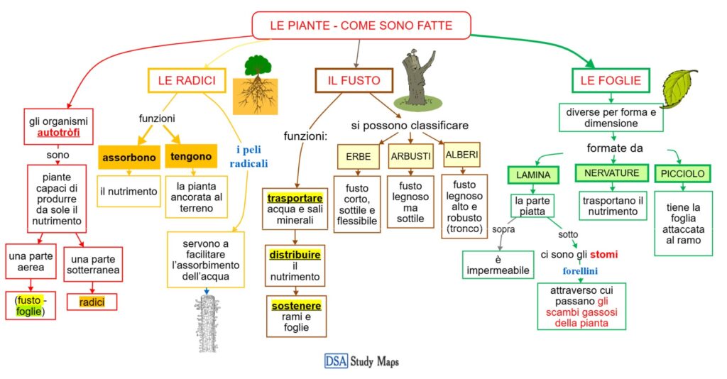  le piante -  come sono fatte