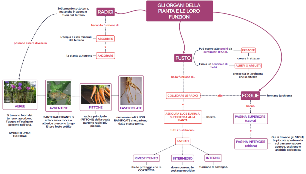 GLI ORGANI DELLA PIANTA E LE LORO FUNZIONI