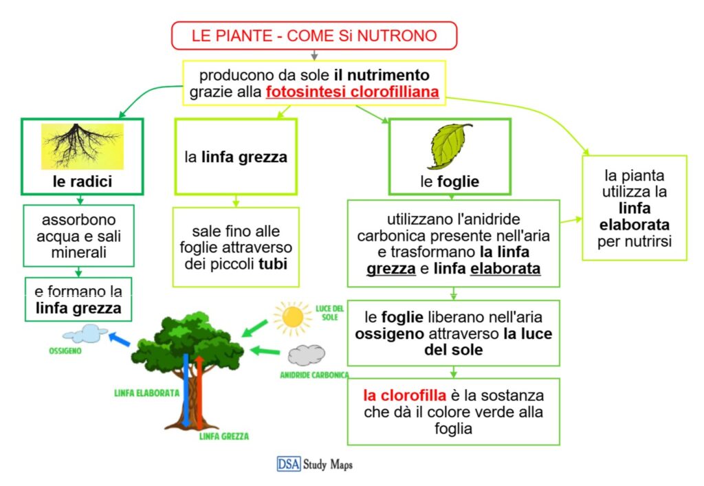 le piante - come si nutrono