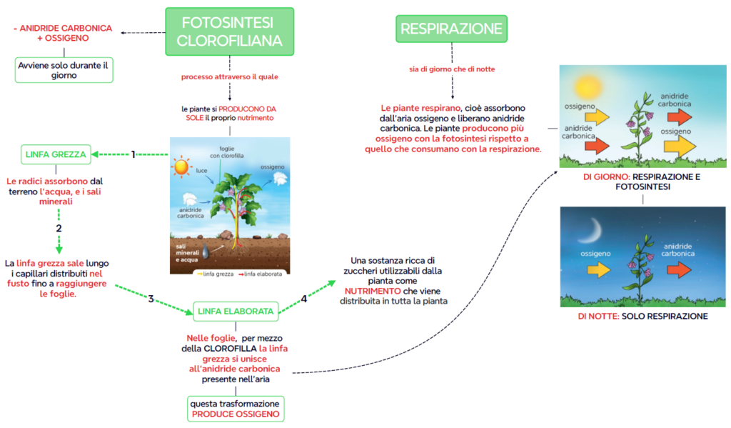  FOTOSINTESI CLOROFILIANA